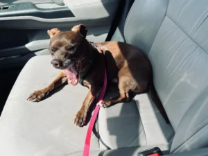 How Long Does it Take for a Puppy to Learn its Name