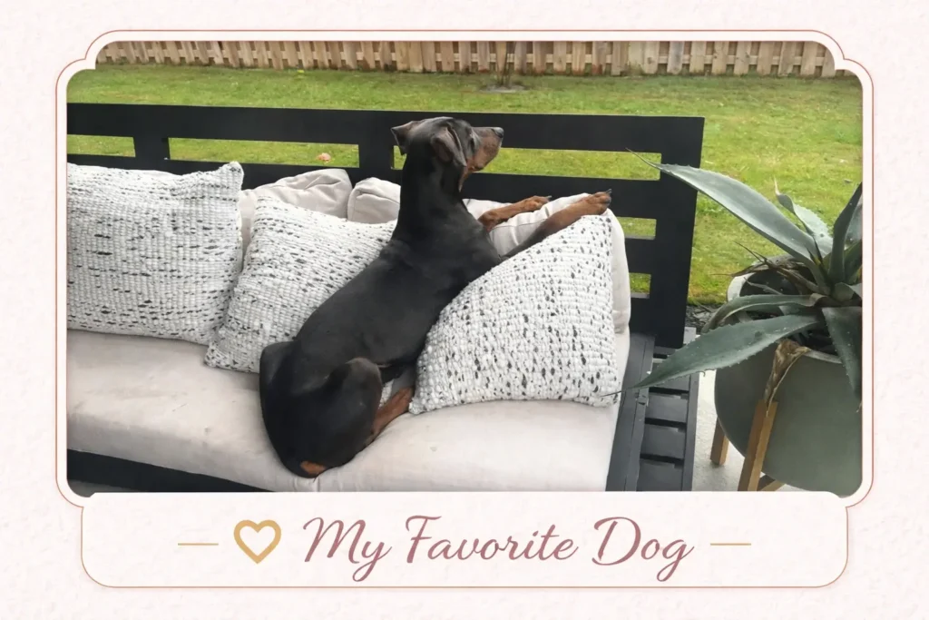 Blue Doberman Health