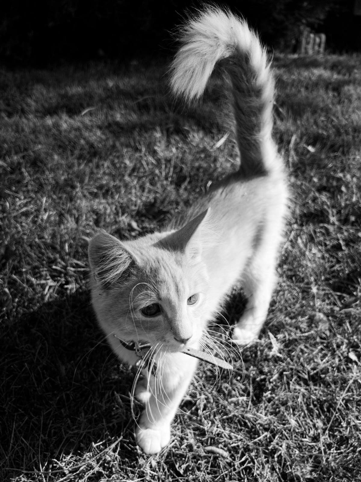 best names for orange cats